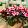New Guinea Impatiens – Super Sonic Sweet Cherry – 16″ Moss Hanging Basket